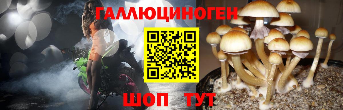 Псилоцибиновые грибы Psilocybe Хабаровск
